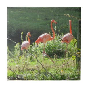 Carreau Flamants roses