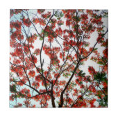 Carreau Flamboyant Royal Poinciana Tree (Devant)