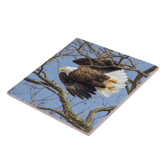 Carreau Flash Bald Eagle (Côté)