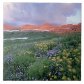 Carreau Fleabane mauve (erigeron peregrinus) et Jaune (Devant)