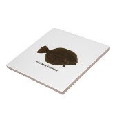 Carreau Flet de Blackback (Côté)