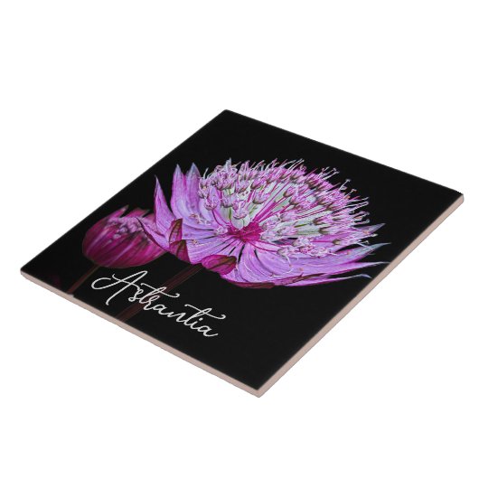 Carreau Fleur Astrantia rose sur floral Arrière - plan noi (Côté)