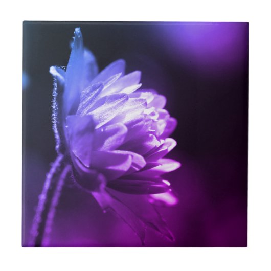 Carreau Fleur Au Soleil Noir Et Blanc Couleur Tint (Devant)