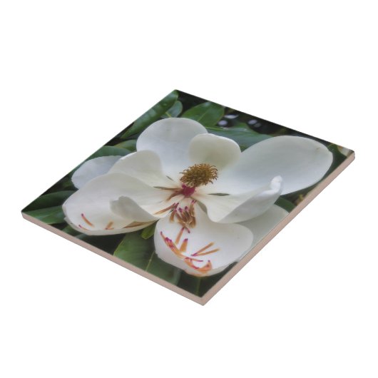 Carreau Fleur blanche de magnolia (Côté)