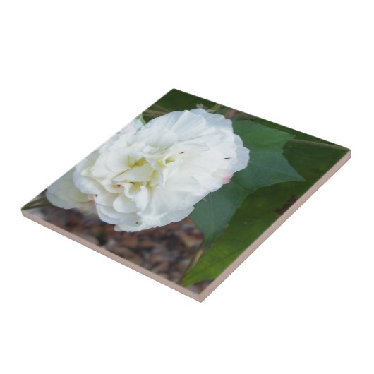 Carreau fleur blanche d'hibiscus mutabilis (Côté)