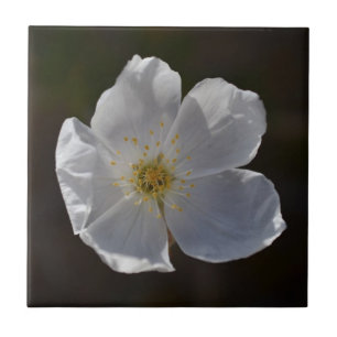 Carreau Fleur blanche simple