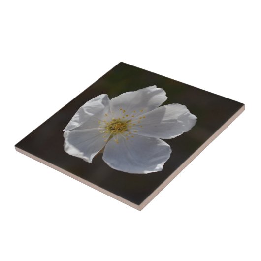 Carreau Fleur blanche simple (Côté)