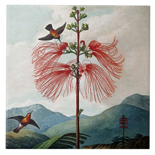 Carreau Fleur botanique Fleur Sensibles Plante céramique (Devant)