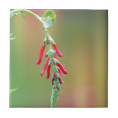 Carreau Fleur d'ananas (Devant)