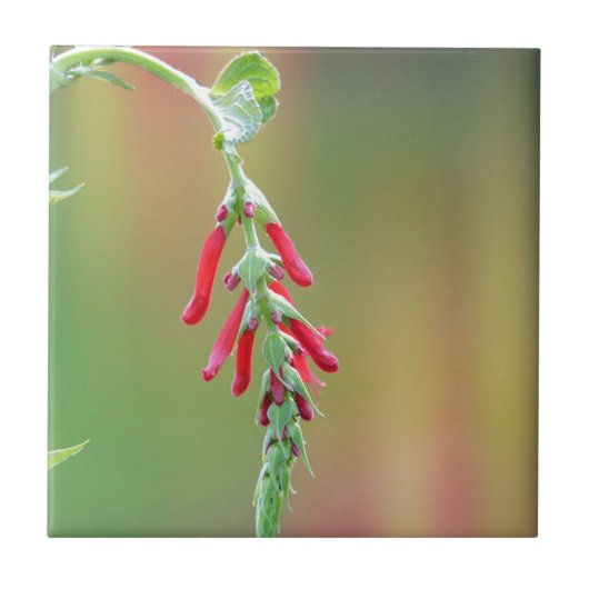 Carreau Fleur d'ananas (Devant)