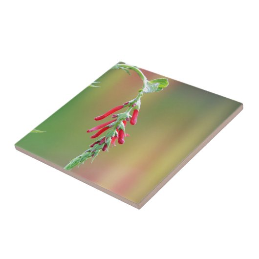 Carreau Fleur d'ananas (Côté)