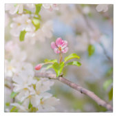 Carreau Fleur d'Apple - Beauté (Devant)