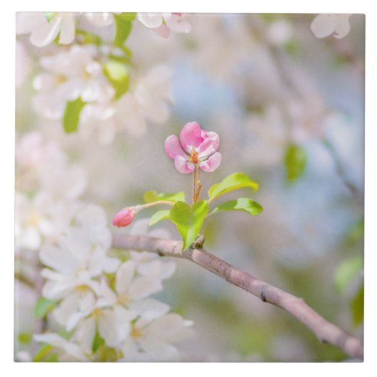 Carreau Fleur d'Apple - Beauté (Devant)