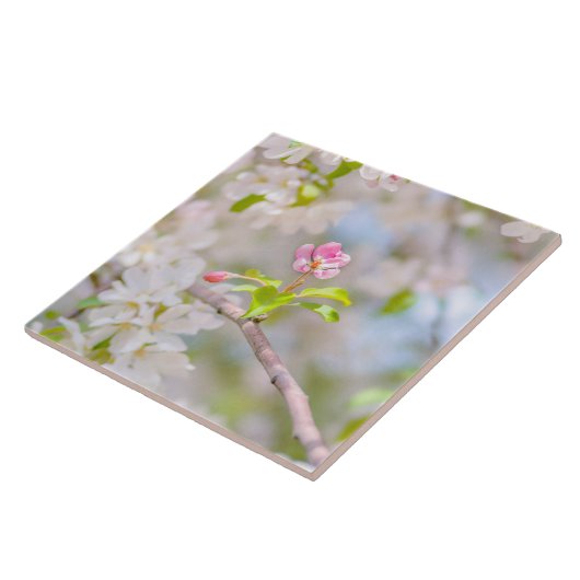 Carreau Fleur d'Apple - Beauté (Côté)