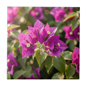 Carreau Fleur de bougainvillée magenta violet vibrant