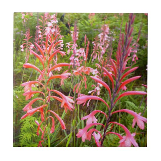 Carreau Fleur de Bugle Lily (Watsonia), Cap-Oriental (Devant)