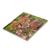 Carreau Fleur de Bugle Lily (Watsonia), Cap-Oriental (Côté)