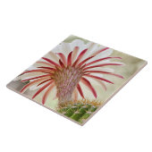 Carreau Fleur de cactus en fleur nocturne (Côté)