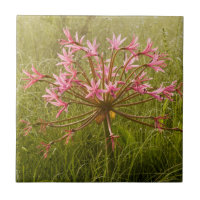 Fleur de candélabre (Brunsvigia Radulosa)