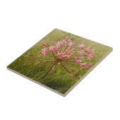 Carreau Fleur de candélabre (Brunsvigia Radulosa) (Côté)