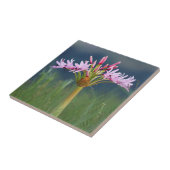 Carreau Fleur de candélabre (Brunsvigia Radulosa), Umgeni (Côté)