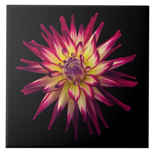 Carreau Fleur de combinaison de couleurs impressionnante (Devant)