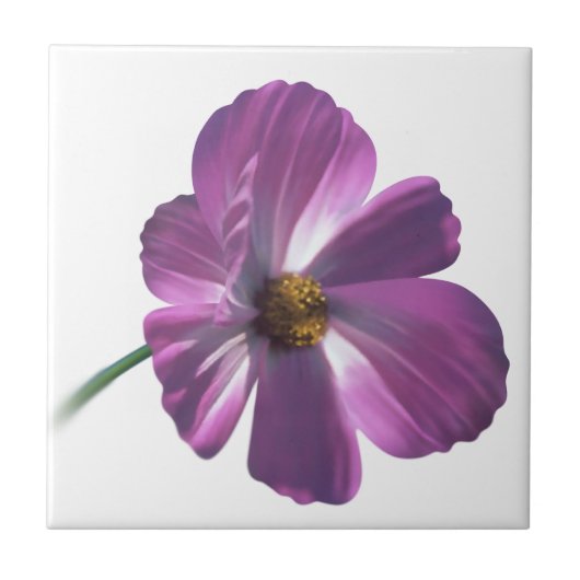 Carreau Fleur de Cosmos (Devant)