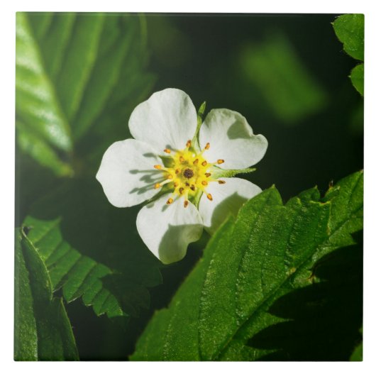 Carreau Fleur de fraises sauvages (Devant)