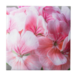 Carreau Fleur de géranium rose