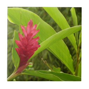 Carreau Fleur de gingembre rouge (Alpinia) tropicale