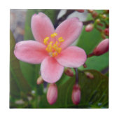 Carreau Fleur de Jatropha et boutons de fleurs (Devant)