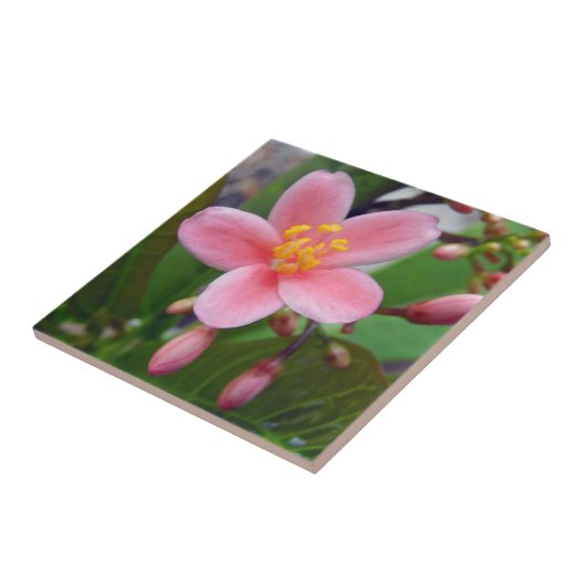 Carreau Fleur de Jatropha et boutons de fleurs (Côté)