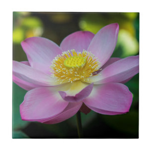 Carreau Fleur de lotus en fleurs, Indonésie