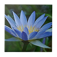 Fleur de lotus et signification