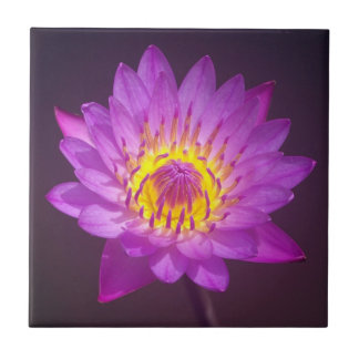 Carreau Fleur de Lotus pourpre