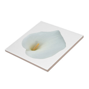 Carreau Fleur de lys calla blanc Photo de jardin de cour a
