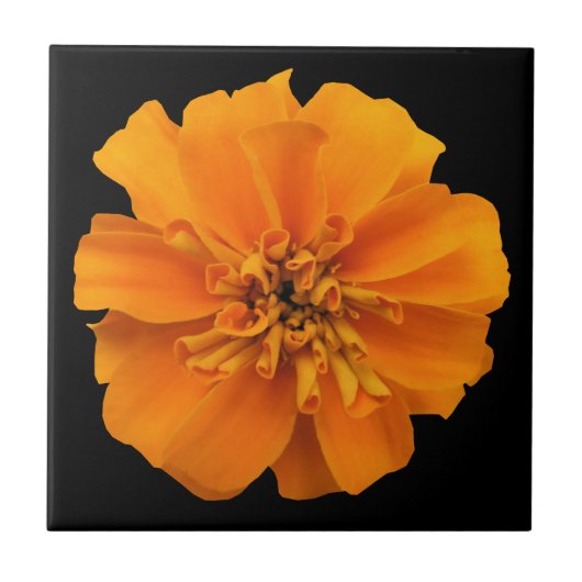 Carreau Fleur de Marigold orange en noir (Devant)