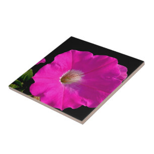Carreau fleur de pétunia rose