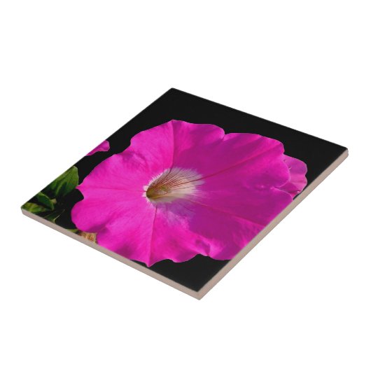 Carreau fleur de pétunia rose (Côté)