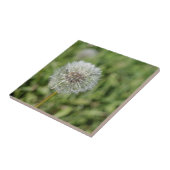 Carreau Fleur de pissenlit blanc sur herbe verte (Côté)