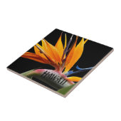 Carreau Fleur de plante oiseau de paradis d'Hawaï (Côté)