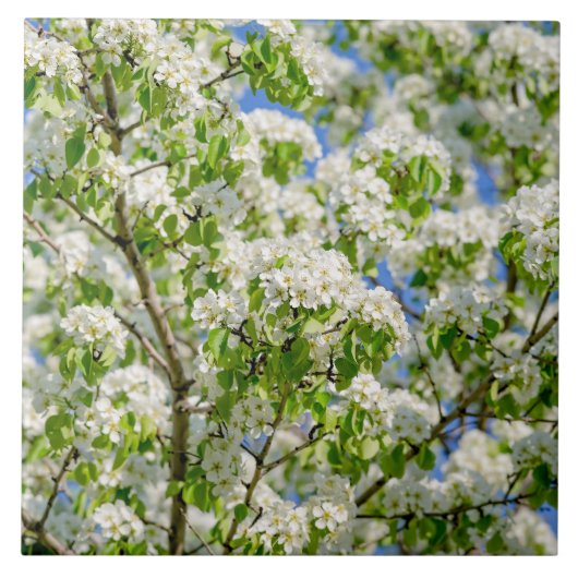 Carreau Fleur de pomme de crabe (Devant)