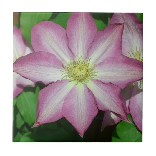 Carreau Fleur de printemps Clematis rose et blanc (Devant)
