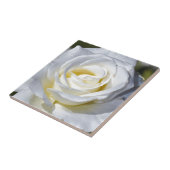 Carreau Fleur de rose blanche unique éclot (Côté)
