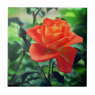 Carreau Fleur de rose de la nature-46458