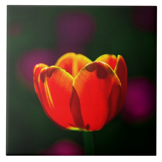 Carreau Fleur de tulipe rouge (Devant)