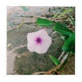 Carreau Fleur D'Épinards Dans Le Barrage (Devant)
