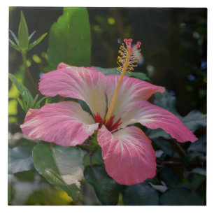 Carreau Fleur d'Hibiscus rose