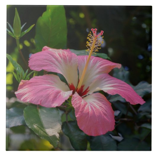 Carreau Fleur d'Hibiscus rose (Devant)