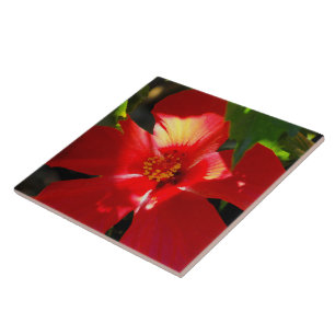 Carreau Fleur d'Hibiscus rouge au soleil